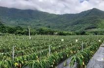 海南力爭今年新增熱帶優(yōu)異果蔬種植面積18萬畝