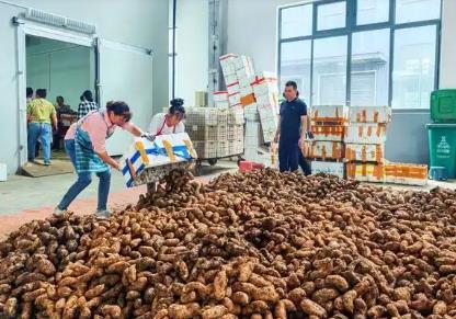 “中國(guó)天麻之鄉(xiāng)”夷陵區(qū)下堡坪天麻喜迎豐收 開(kāi)市產(chǎn)銷(xiāo)兩旺