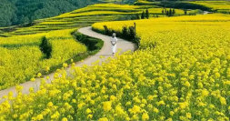 小小油菜花何以“綻放”近百億元產(chǎn)業(yè)？