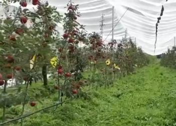 金秋好“豐”景有“智”又有“質(zhì)” “智慧農(nóng)業(yè)”成農(nóng)民“靠地生金”硬底氣