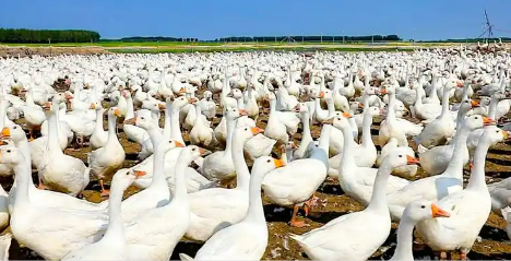 黑龍江遜克縣：鵝產(chǎn)業(yè)全鏈條貫通 增強(qiáng)鄉(xiāng)村振興動能