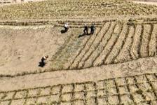 “十四五”以來 “三北”工程完成荒漠化綜合治理面積超2億畝