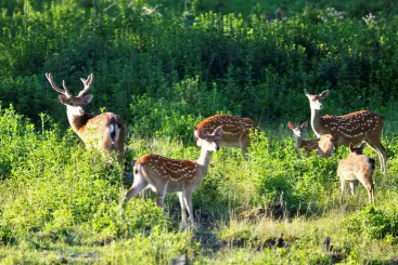 總數(shù)亞洲第一！我國已有34個(gè)自然保護(hù)地成為世界生物圈保護(hù)區(qū)