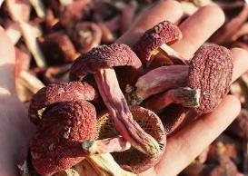 福建：“小特產(chǎn)”長成“大產(chǎn)業(yè)”