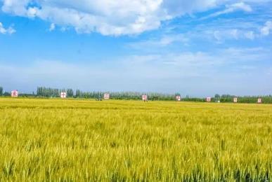 715.6公斤！河套小麥再次刷新內(nèi)蒙古春小麥畝產(chǎn)紀(jì)錄