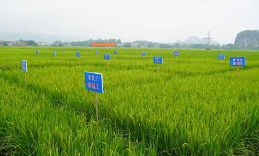 做強農業(yè)服務業(yè)是個重大命題