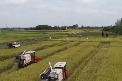 沃野披金，谷香滿(mǎn)倉(cāng)！秋收正當(dāng)時(shí) 機(jī)械化作業(yè)確保顆粒歸倉(cāng)