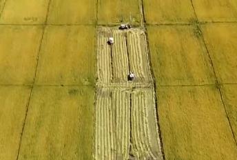 東北玉米金黃，江南稻浪翻滾！科技助力各地“糧”辰美景，豐收在望