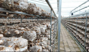 湖北隨州種出百億