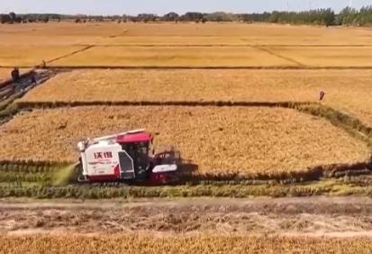 各地秋糧收獲有序推進(jìn)