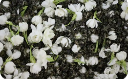 “雙世遺”福州茉莉花茶--從地方特色茶長成現(xiàn)代產(chǎn)業(yè)集群