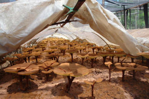 科技賦能菌業(yè)，安惠生物科技打造鄉(xiāng)村振興“新范本”