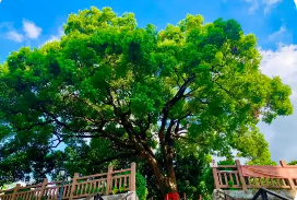 第一批“國(guó)保單位·古樹(shù)名木”協(xié)同保護(hù)名錄公布