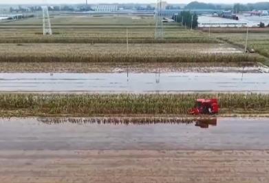 多地積極應(yīng)對(duì)陰雨天氣 力保秋糧豐產(chǎn)歸倉(cāng)