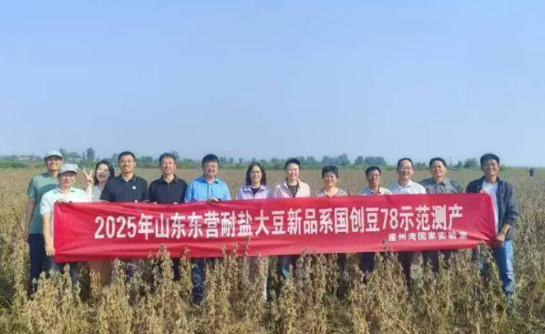 耐鹽堿大豆新品系“國創(chuàng)豆78”畝產(chǎn)超369公斤實現(xiàn)高產(chǎn)