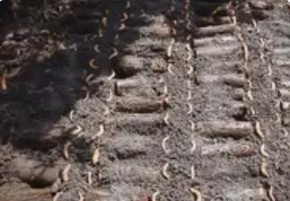 “中國天麻之鄉(xiāng)”話豐收