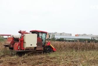 各地全力以赴做好搶收搶烘工作 確保秋糧應(yīng)收盡收