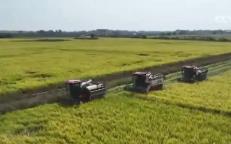 全國秋糧收獲過五成！全程機械化護航秋收 糧食生產(chǎn)提質(zhì)增效