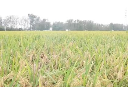 秋收過半 遇上“連陰雨”怎么辦？