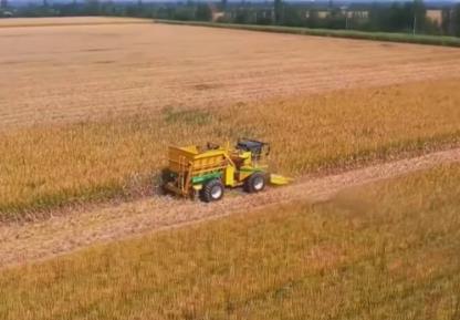 田間地頭處處好“豐”景 機械化助力秋收“加速度”