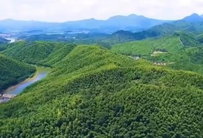 青山成了“金山”！我國林草產(chǎn)業(yè)年產(chǎn)值突破10萬億元