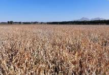 內(nèi)蒙古巴彥淖爾市玉米畝產(chǎn)刷新自治區(qū)紀(jì)錄