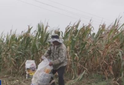 一問到底丨秋收遇上陰雨天 農(nóng)戶出現(xiàn)損失能獲賠嗎？