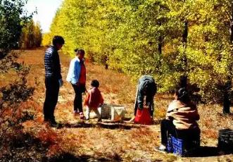 從“漏網(wǎng)之豆” 到文旅新秀：內(nèi)蒙古鄉(xiāng)野“撿秋”成風(fēng)潮