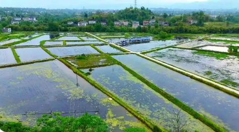 一田兩用 一水雙收 漁糧共贏  四川達(dá)州耕河牧漁構(gòu)筑“水上糧倉”