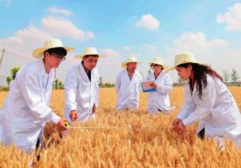 河南周口：打造現(xiàn)代農(nóng)業(yè)試驗田