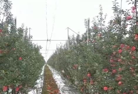 特色“小”蘋果成就富民“大”產(chǎn)業(yè) “保險(xiǎn)+期貨”為蘋果產(chǎn)業(yè)注入金融動能