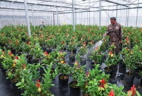 “佛手之鄉(xiāng)”推進產(chǎn)業(yè)升級 助力鄉(xiāng)村振興