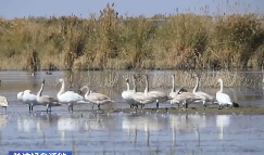 我國多個鳥類瀕危物種種群數(shù)量穩(wěn)定增長