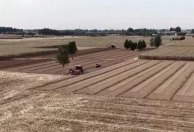 全國秋糧收獲近八成 各地多措并舉保豐收