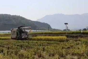 晚播小麥如何保產(chǎn)量？霜降搶秋該怎么搶？專家分析