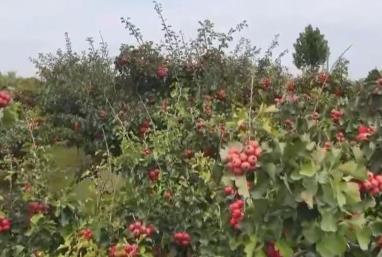 金秋中國豐收圖景：山楂紅、蘋果甜、紫菜鮮，特色產(chǎn)業(yè)拓寬鄉(xiāng)村振興路