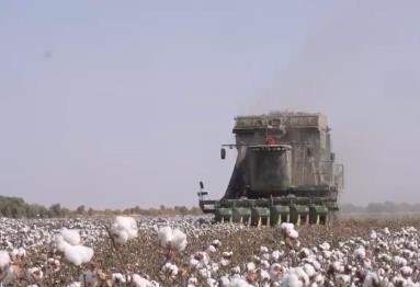 新疆棉田迎豐收 科技助力畝產(chǎn)提升