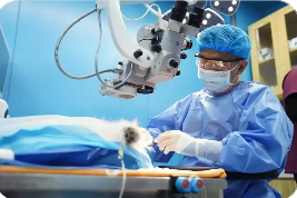 供需失衡、標(biāo)準(zhǔn)不一、監(jiān)管滯后：寵物醫(yī)療市場亟待規(guī)范