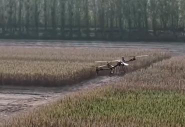 科技服務(wù)秋收 無人機(jī)架起空中“運(yùn)糧橋”確保秋糧應(yīng)收盡收