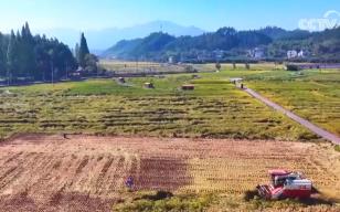 豐收背后盡顯“科技范兒” 希望的田野繪就產(chǎn)業(yè)興旺“振興圖”