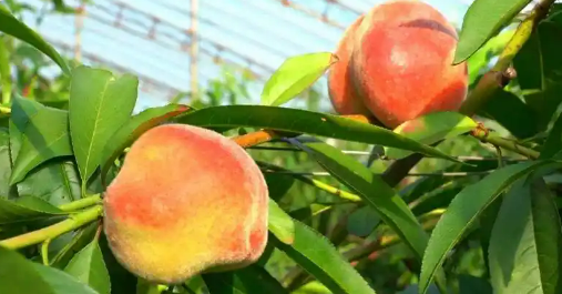 黑龍江同江：“南果北種”點燃棚室“熱經(jīng)濟”