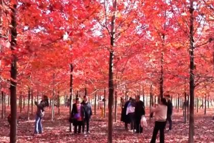 “楓葉+”燃動(dòng)秋日文旅消費(fèi)“熱引擎” 以旅促農(nóng)增收再添“金鑰匙”