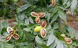 “中國(guó)碧根果之都”安徽全椒縣：碧根果產(chǎn)業(yè)“甜”了百姓日子