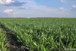 全國(guó)冬小麥播種過四成