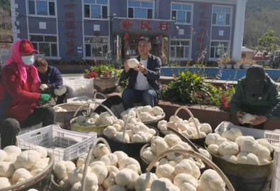 新民村“猴頭菇”引領(lǐng)鄉(xiāng)村振興，打造“中國(guó)猴頭菇之鄉(xiāng)”新名片