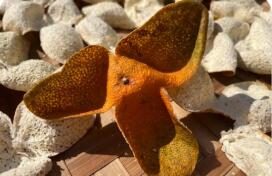 新會(huì)陳皮從“百億產(chǎn)值”向“百年產(chǎn)業(yè)”邁進(jìn)