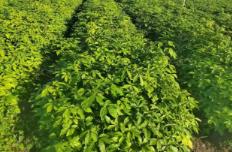 黑龍江：寒地黑土孕豐物 特色經(jīng)濟結(jié)碩果