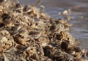 數(shù)智護航 大慶河蟹產(chǎn)量居全省榜首