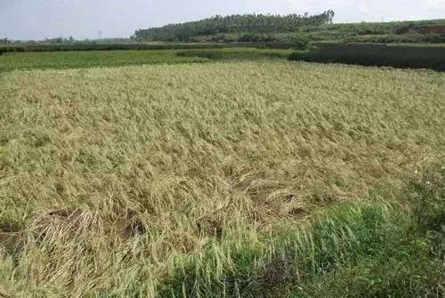 農(nóng)作物自主選育品種占比超95%，多個(gè)品種打破國(guó)外種源依賴——從粒粒良種，到倉(cāng)廩充盈