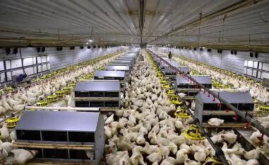 加強(qiáng)種畜禽生產(chǎn)經(jīng)營(yíng)許可審查管理 助推畜禽種業(yè)高質(zhì)量發(fā)展